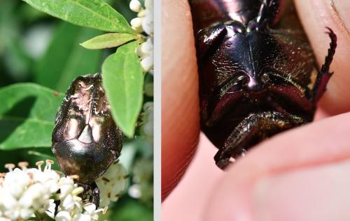 Réf. 283 927 : Potosia cuprea